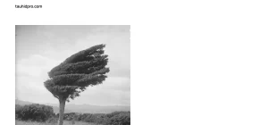 NicheTable (Premium)